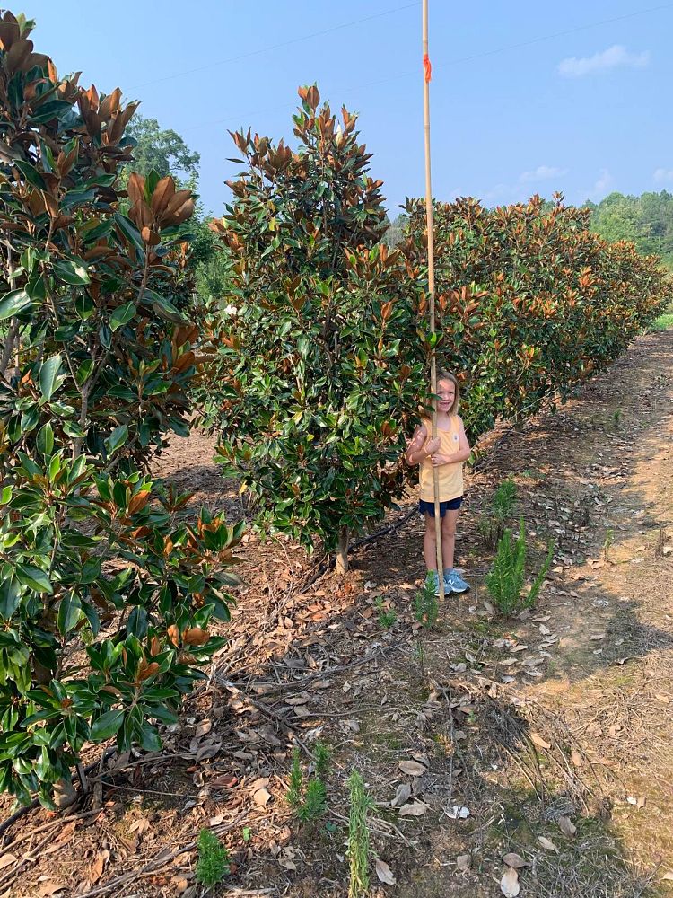 magnolia-grandiflora-little-gem-southern-magnolia-little-gem-southern-magnolia