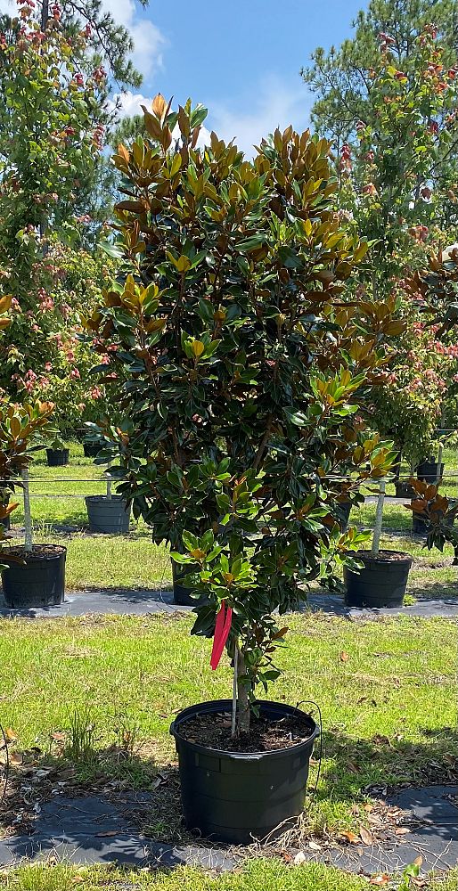 magnolia-grandiflora-little-gem-southern-magnolia-little-gem-southern-magnolia