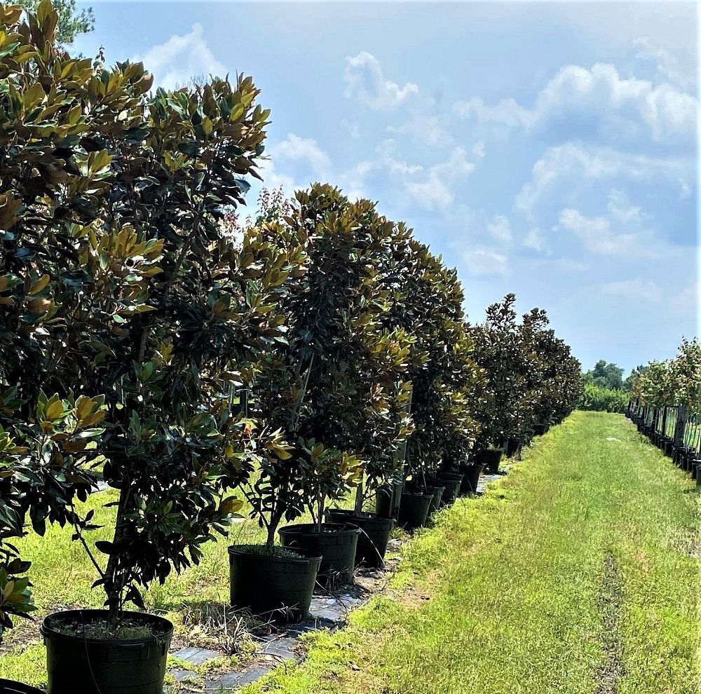 magnolia-grandiflora-little-gem-southern-magnolia-little-gem-southern-magnolia