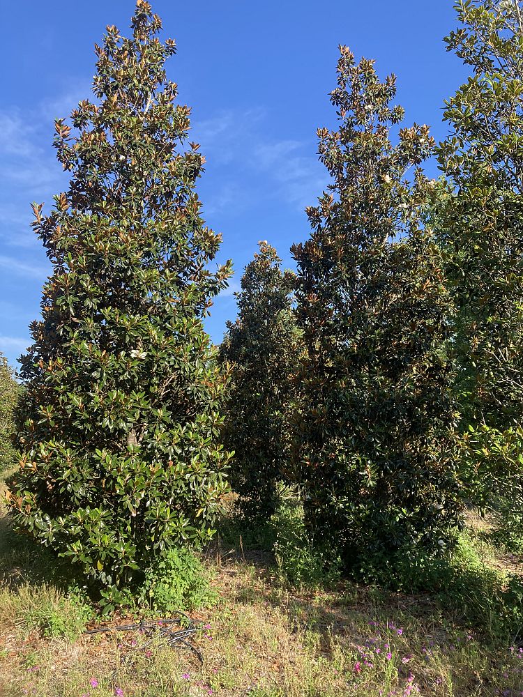magnolia-grandiflora-little-gem-southern-magnolia-little-gem-southern-magnolia