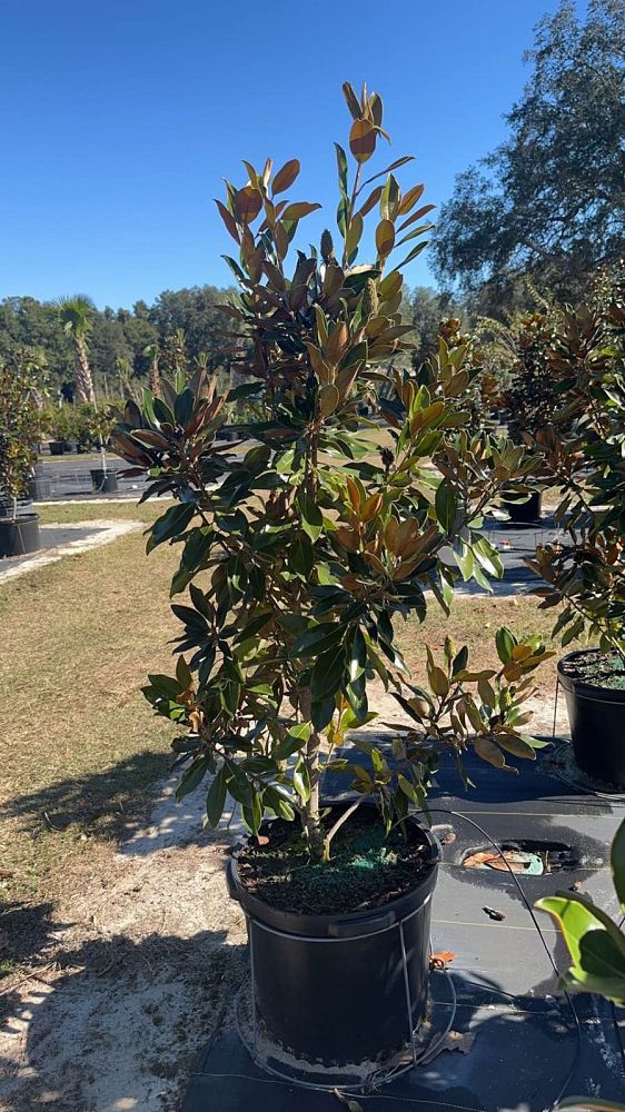 magnolia-grandiflora-little-gem-southern-magnolia-little-gem-southern-magnolia