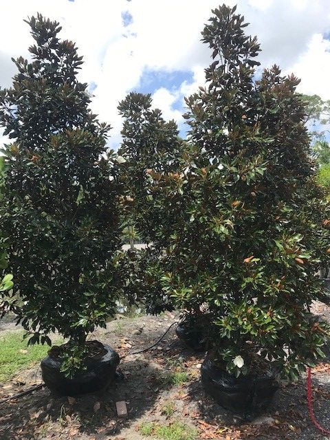 magnolia-grandiflora-little-gem-southern-magnolia-little-gem-southern-magnolia