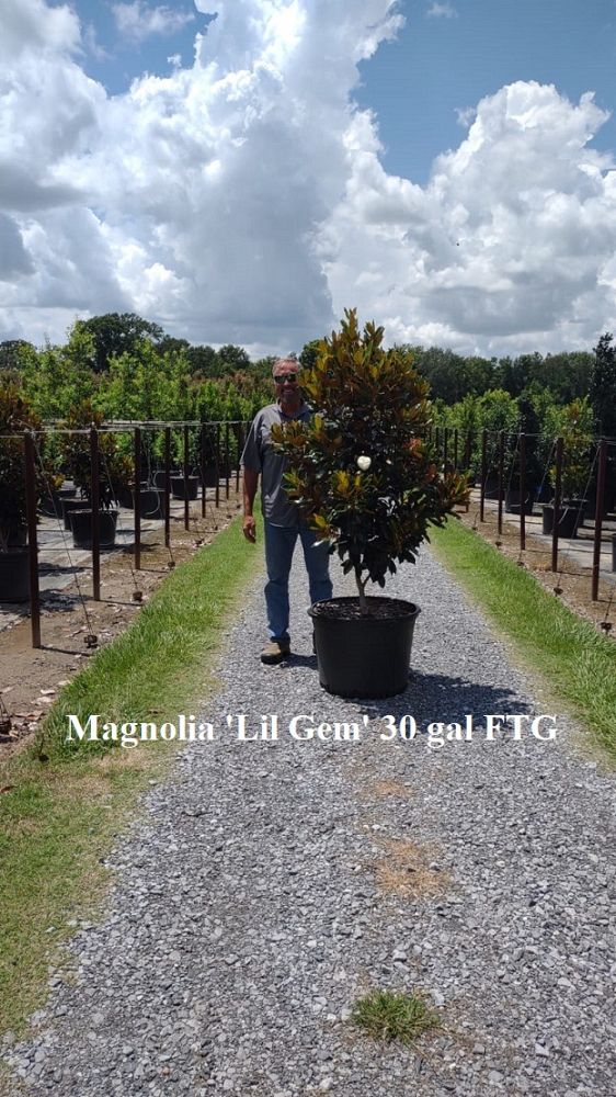 magnolia-grandiflora-little-gem-southern-magnolia-little-gem-southern-magnolia