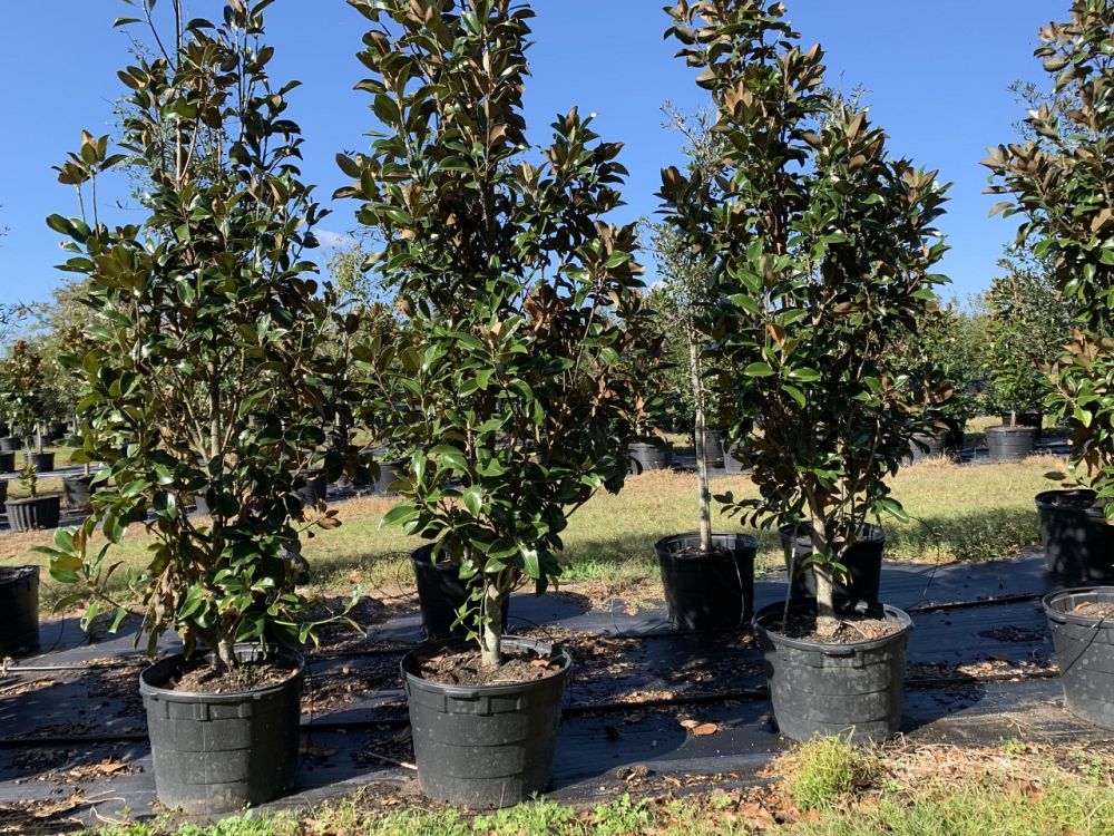 magnolia-grandiflora-little-gem-southern-magnolia-little-gem-southern-magnolia