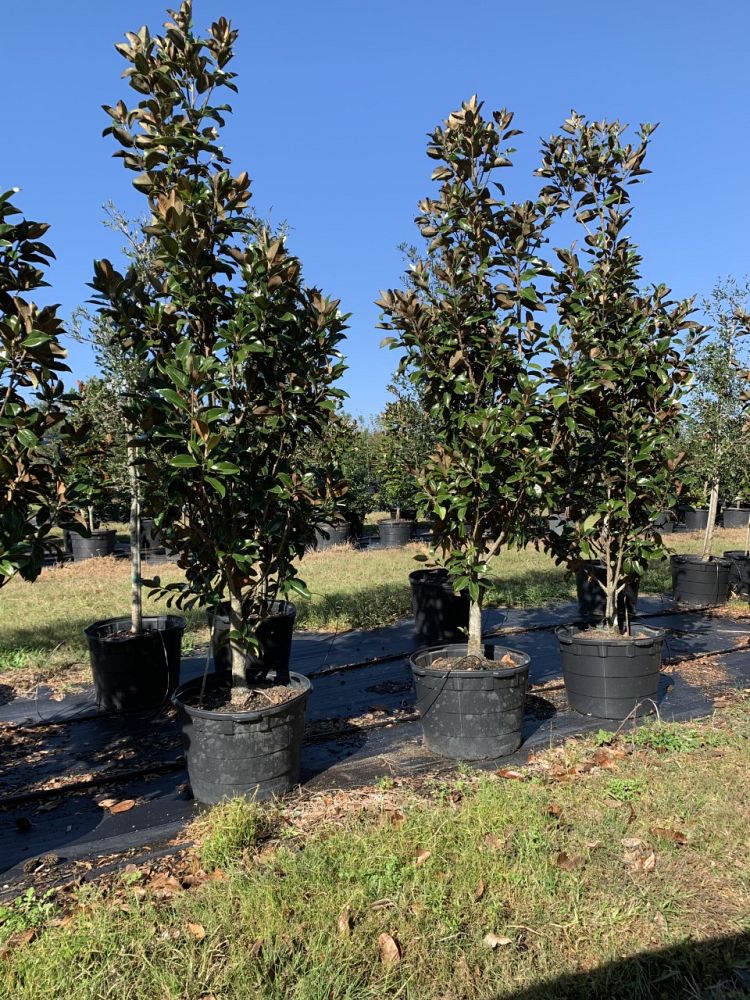 magnolia-grandiflora-little-gem-southern-magnolia-little-gem-southern-magnolia