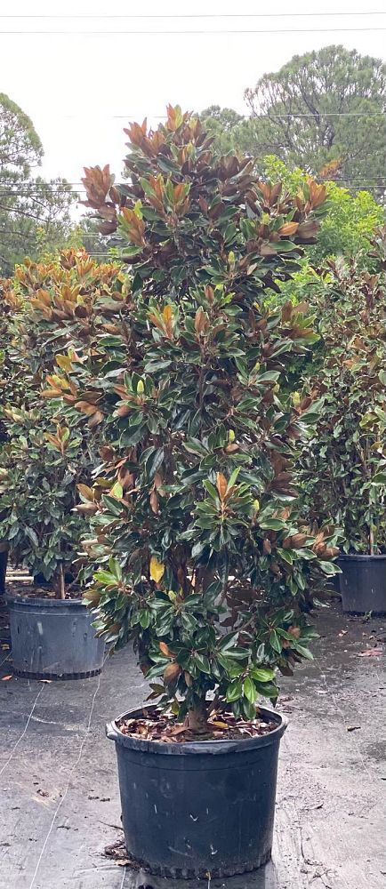 magnolia-grandiflora-little-gem-southern-magnolia-little-gem-southern-magnolia