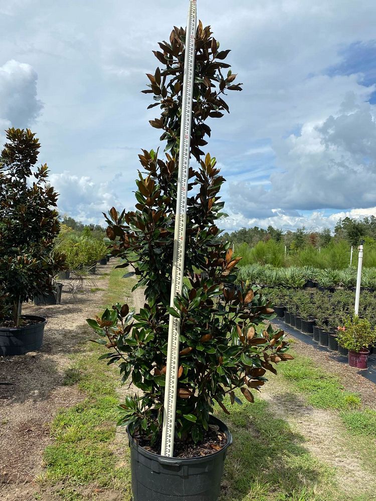 magnolia-grandiflora-little-gem-southern-magnolia-little-gem-southern-magnolia