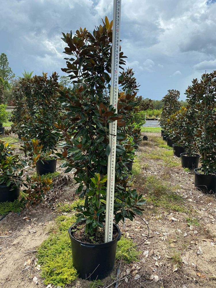 magnolia-grandiflora-little-gem-southern-magnolia-little-gem-southern-magnolia
