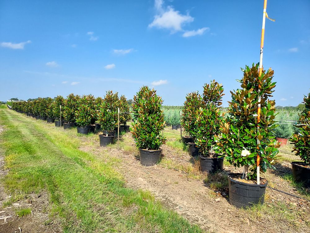 magnolia-grandiflora-little-gem-southern-magnolia-little-gem-southern-magnolia