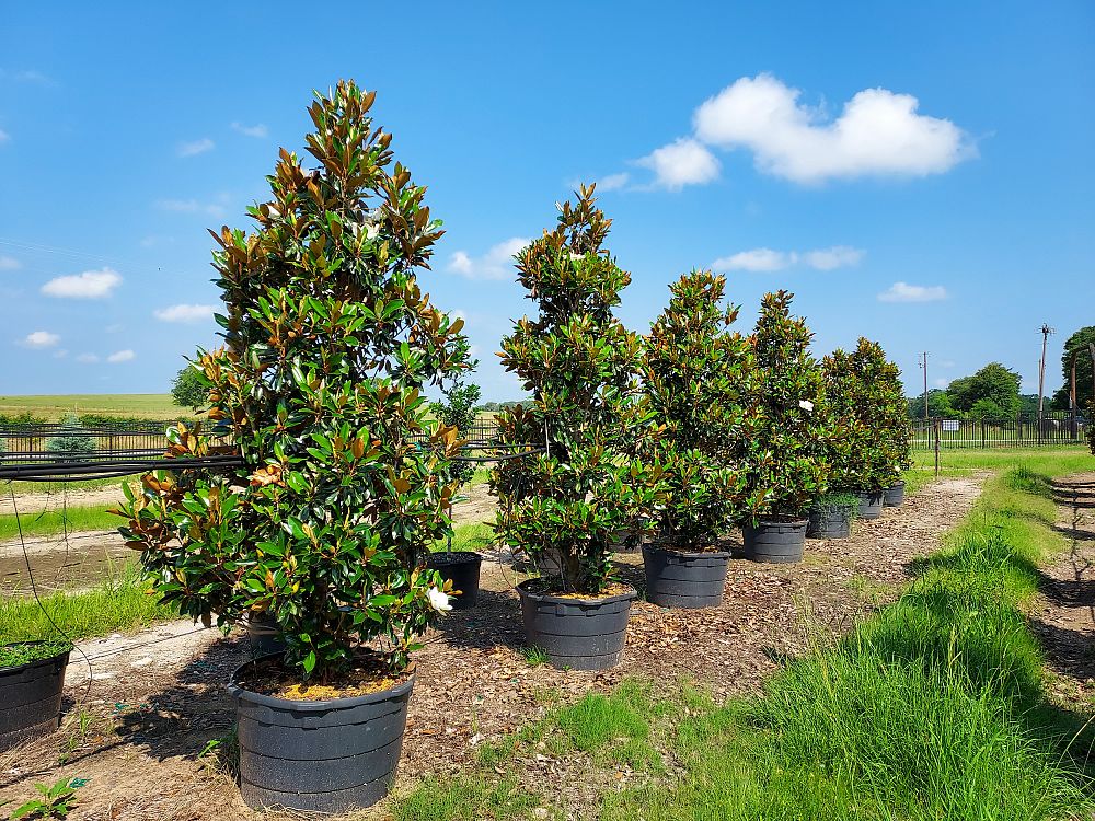 magnolia-grandiflora-little-gem-southern-magnolia-little-gem-southern-magnolia