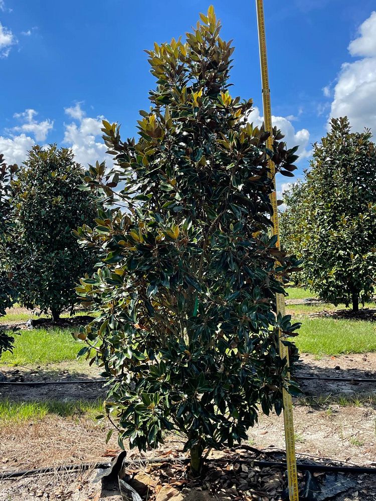 magnolia-grandiflora-little-gem-southern-magnolia-little-gem-southern-magnolia