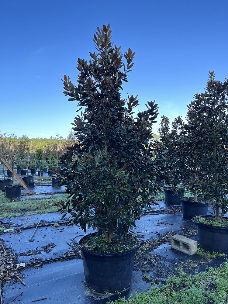 magnolia-grandiflora-little-gem-southern-magnolia-little-gem-southern-magnolia