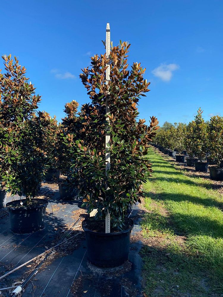 magnolia-grandiflora-little-gem-southern-magnolia-little-gem-southern-magnolia