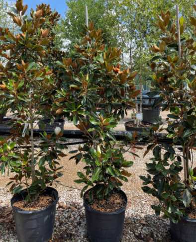 magnolia-grandiflora-little-gem-southern-magnolia-little-gem-southern-magnolia