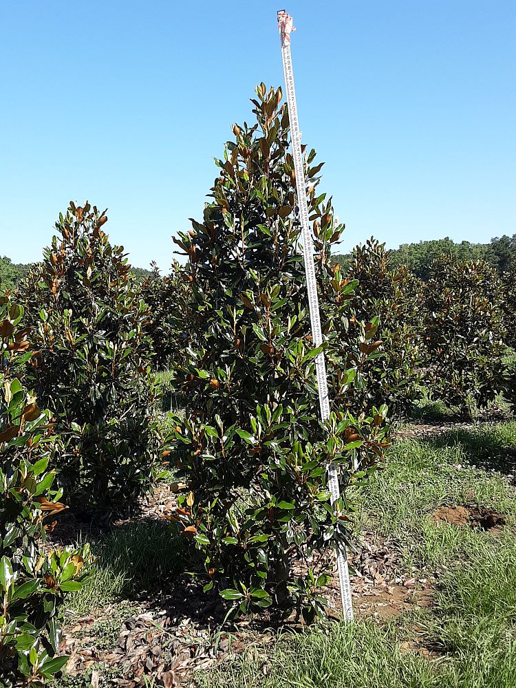 magnolia-grandiflora-little-gem-southern-magnolia-little-gem-southern-magnolia