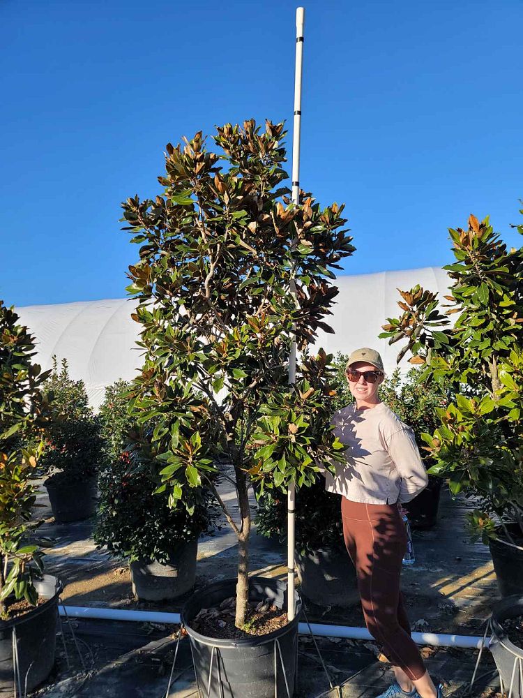 magnolia-grandiflora-little-gem-southern-magnolia-little-gem-southern-magnolia