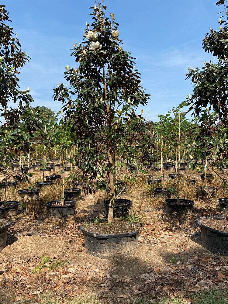 magnolia-grandiflora-little-gem-southern-magnolia-little-gem-southern-magnolia