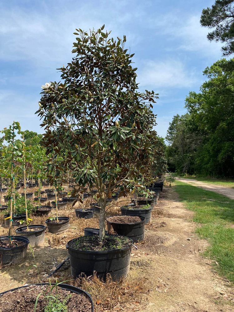 magnolia-grandiflora-little-gem-southern-magnolia-little-gem-southern-magnolia