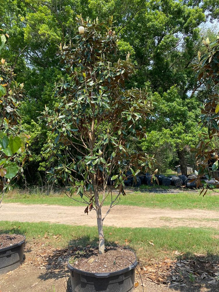 magnolia-grandiflora-little-gem-southern-magnolia-little-gem-southern-magnolia
