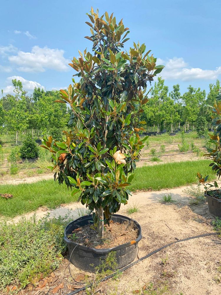 magnolia-grandiflora-little-gem-southern-magnolia-little-gem-southern-magnolia