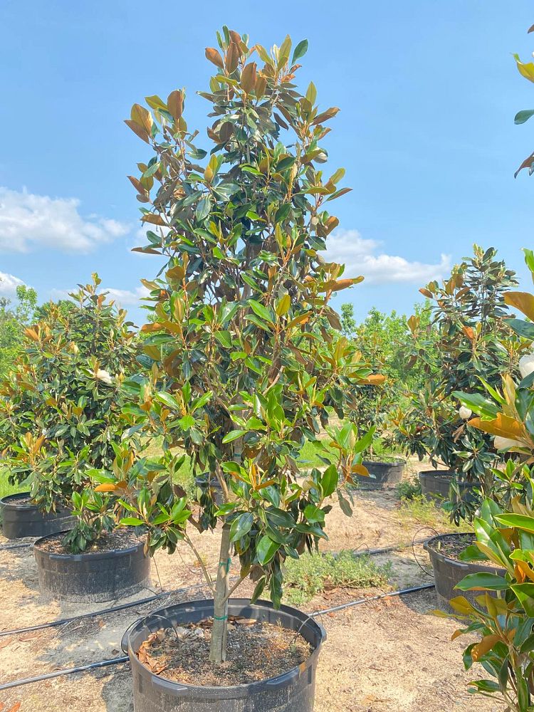 magnolia-grandiflora-little-gem-southern-magnolia-little-gem-southern-magnolia