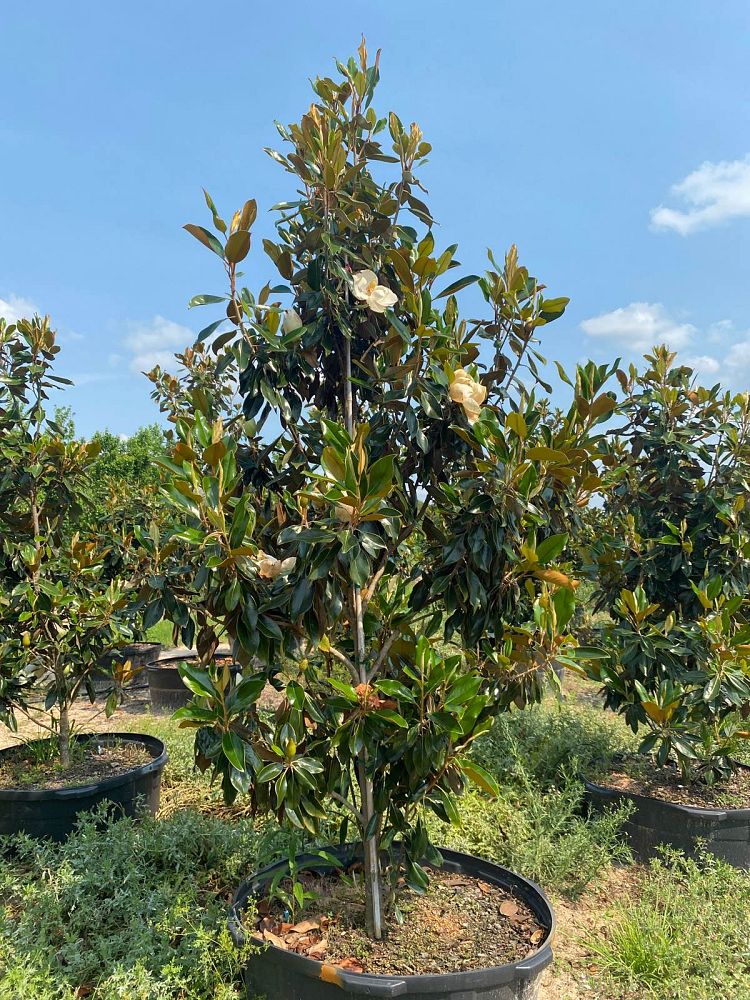 magnolia-grandiflora-little-gem-southern-magnolia-little-gem-southern-magnolia