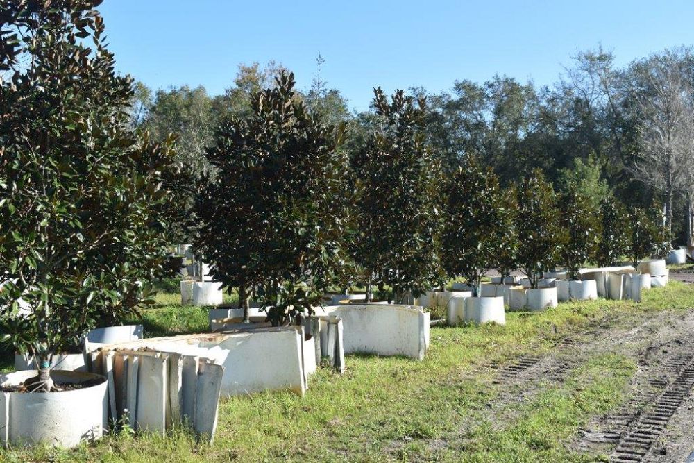 magnolia-grandiflora-little-gem-southern-magnolia-little-gem-southern-magnolia