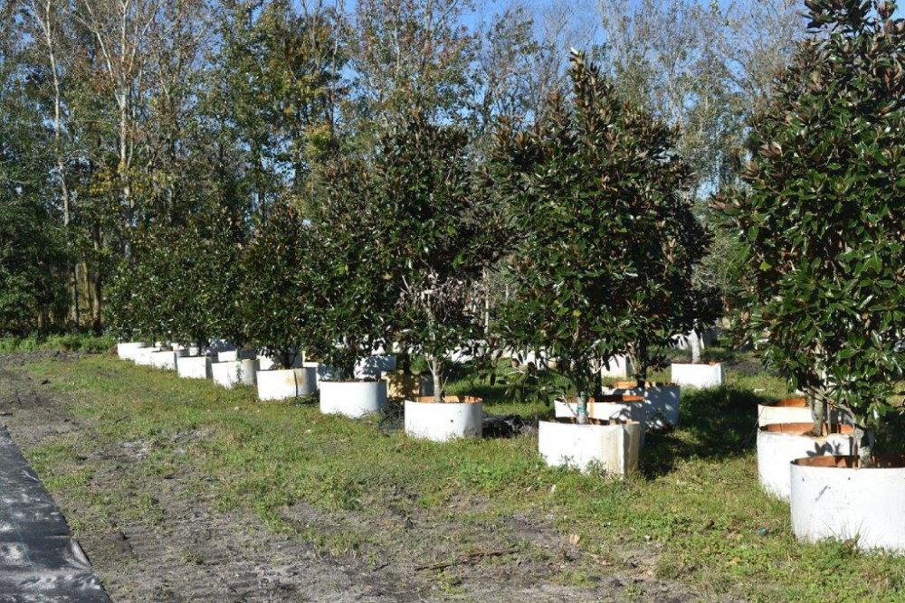 magnolia-grandiflora-little-gem-southern-magnolia-little-gem-southern-magnolia