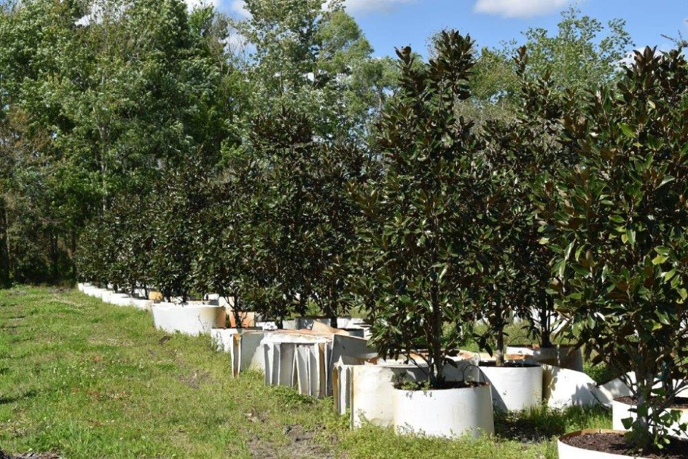 magnolia-grandiflora-little-gem-southern-magnolia-little-gem-southern-magnolia