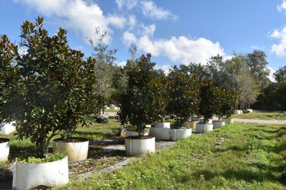 magnolia-grandiflora-little-gem-southern-magnolia-little-gem-southern-magnolia