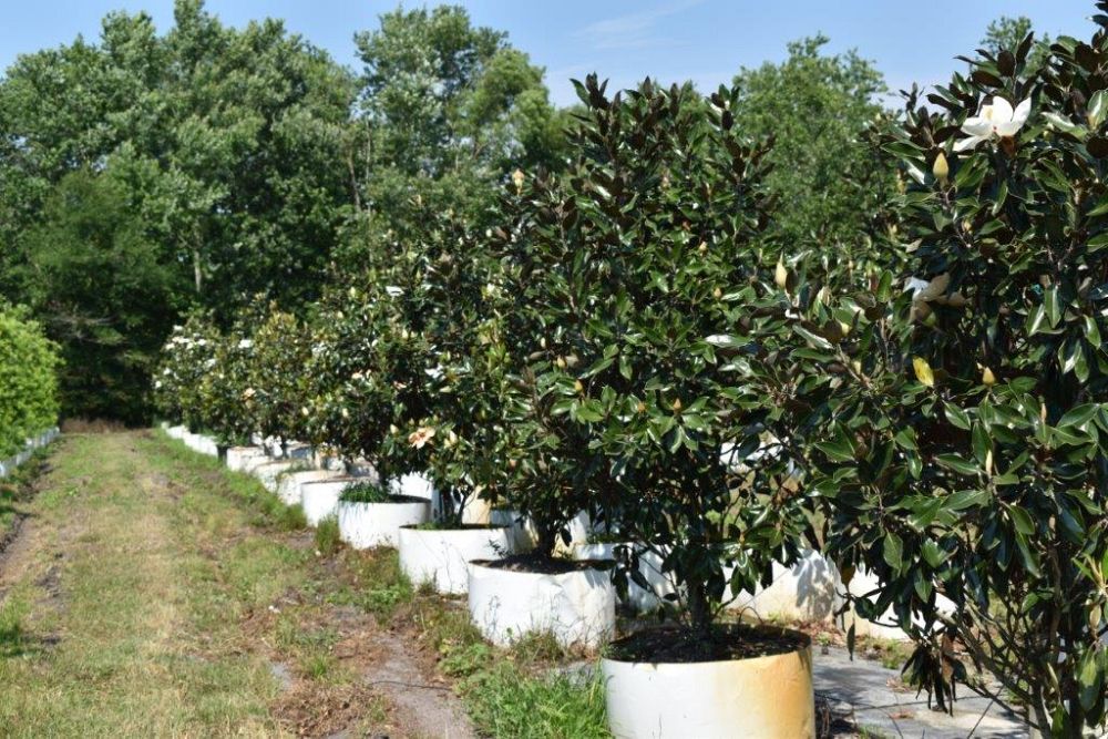 magnolia-grandiflora-little-gem-southern-magnolia-little-gem-southern-magnolia