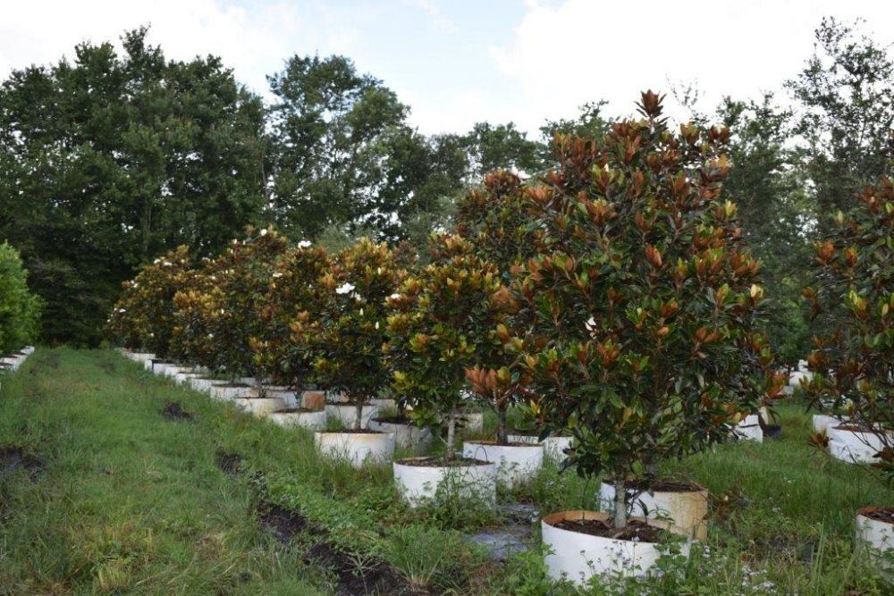 magnolia-grandiflora-little-gem-southern-magnolia-little-gem-southern-magnolia