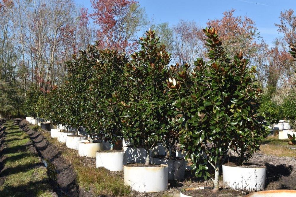 magnolia-grandiflora-little-gem-southern-magnolia-little-gem-southern-magnolia