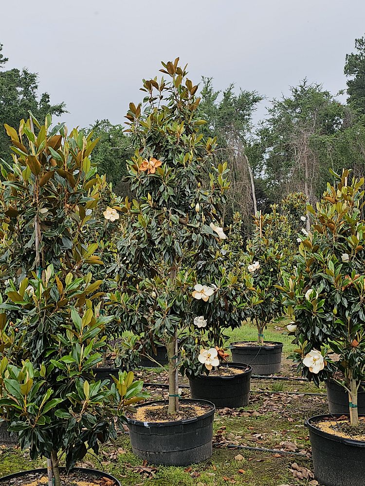 magnolia-grandiflora-little-gem-southern-magnolia-little-gem-southern-magnolia