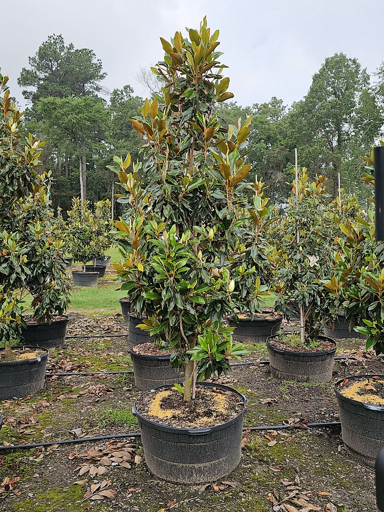magnolia-grandiflora-little-gem-southern-magnolia-little-gem-southern-magnolia