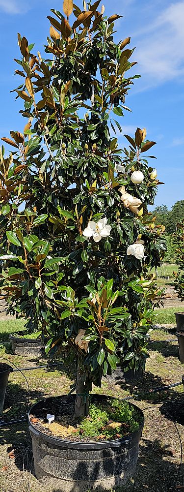 magnolia-grandiflora-little-gem-southern-magnolia-little-gem-southern-magnolia