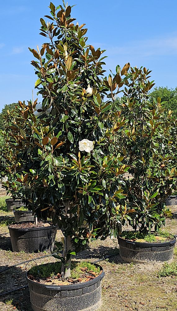 magnolia-grandiflora-little-gem-southern-magnolia-little-gem-southern-magnolia