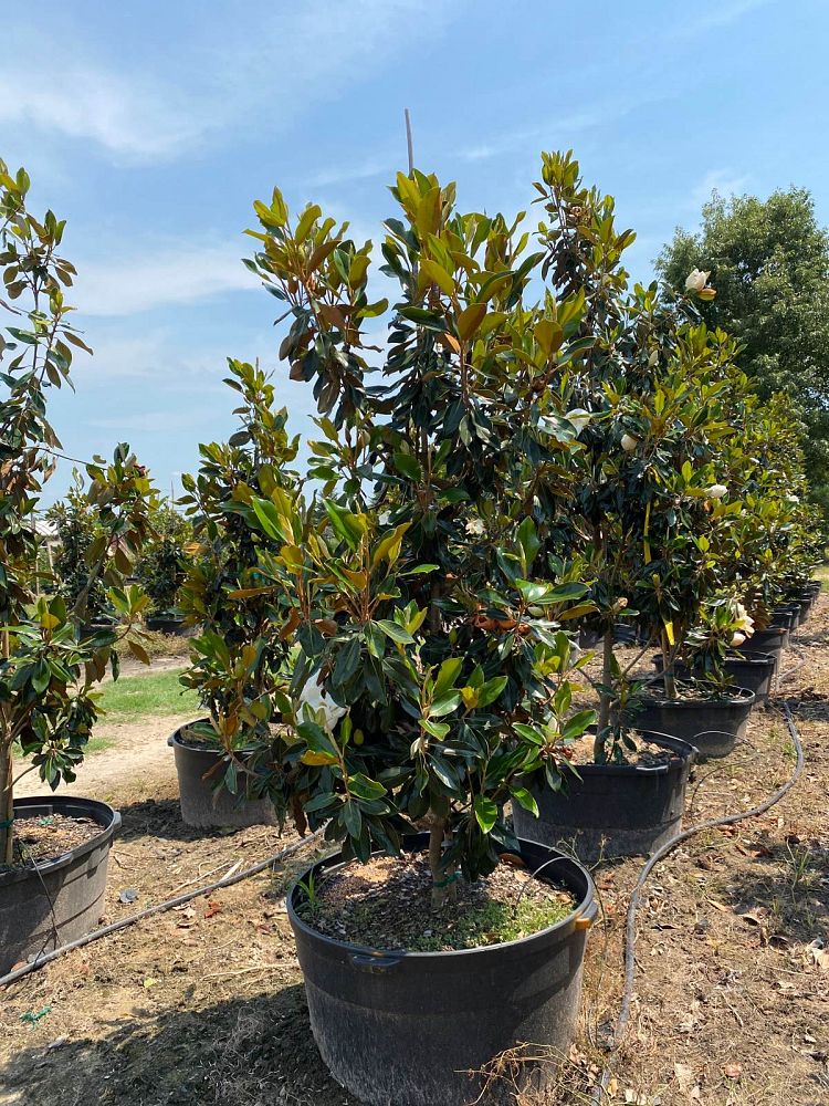 magnolia-grandiflora-little-gem-southern-magnolia-little-gem-southern-magnolia