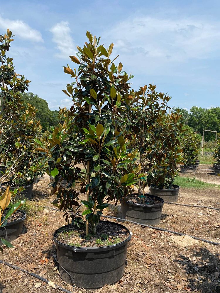 magnolia-grandiflora-little-gem-southern-magnolia-little-gem-southern-magnolia