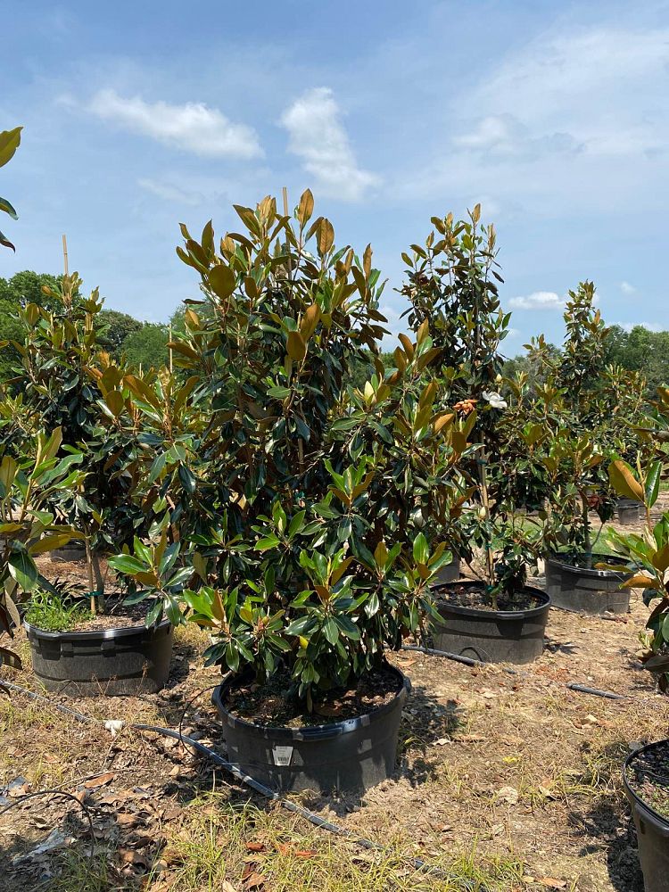 magnolia-grandiflora-little-gem-southern-magnolia-little-gem-southern-magnolia