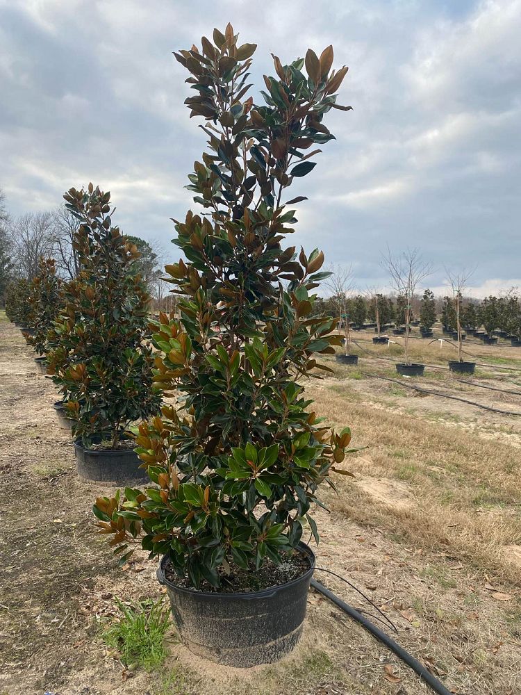 magnolia-grandiflora-little-gem-southern-magnolia-little-gem-southern-magnolia