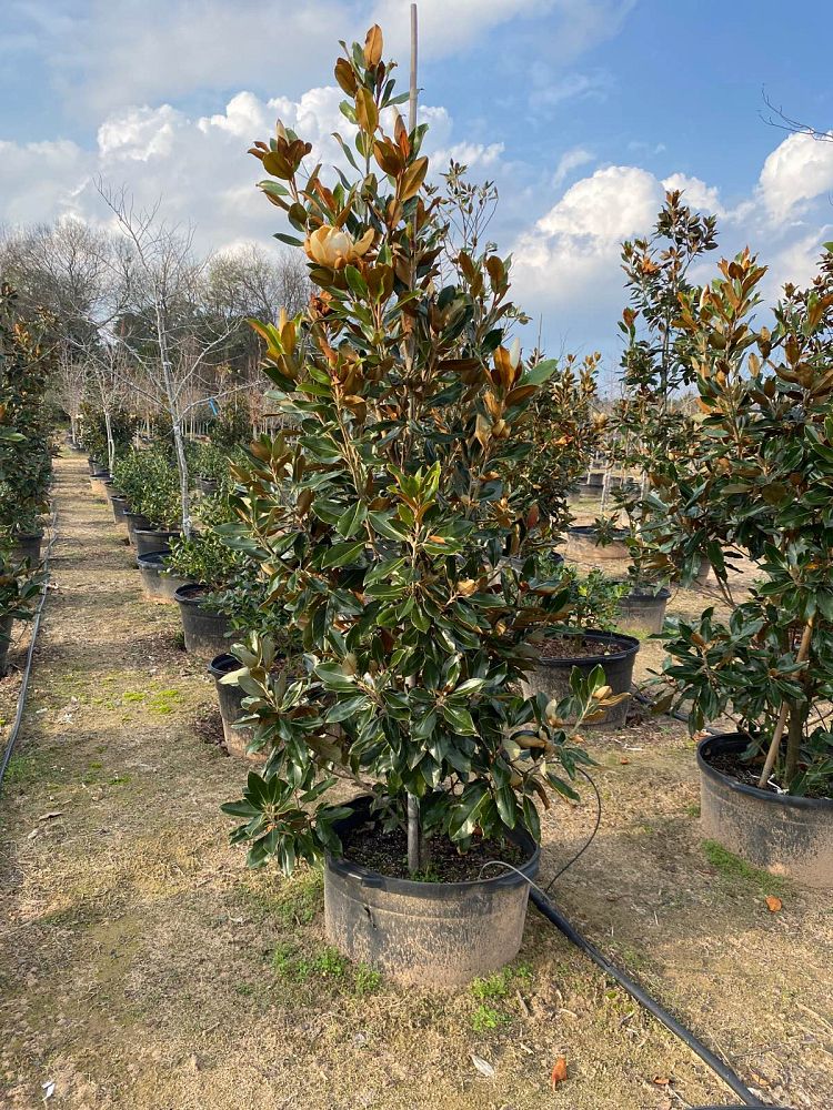 magnolia-grandiflora-little-gem-southern-magnolia-little-gem-southern-magnolia