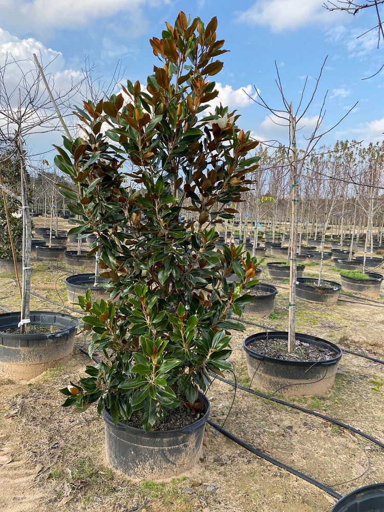magnolia-grandiflora-little-gem-southern-magnolia-little-gem-southern-magnolia