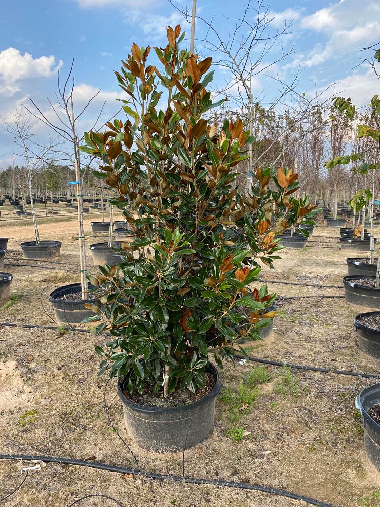 magnolia-grandiflora-little-gem-southern-magnolia-little-gem-southern-magnolia