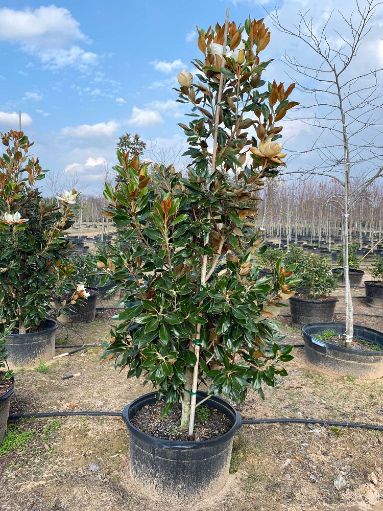magnolia-grandiflora-little-gem-southern-magnolia-little-gem-southern-magnolia