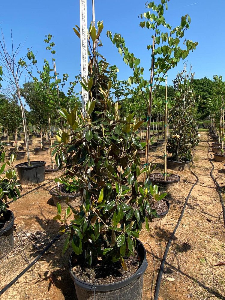 magnolia-grandiflora-little-gem-southern-magnolia-little-gem-southern-magnolia