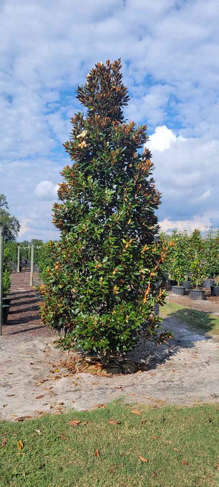 magnolia-grandiflora-little-gem-southern-magnolia-little-gem-southern-magnolia