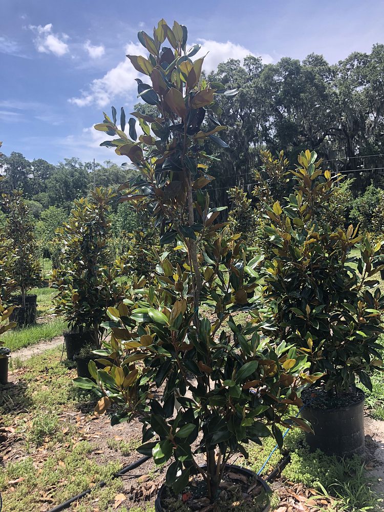 magnolia-grandiflora-little-gem-southern-magnolia-little-gem-southern-magnolia
