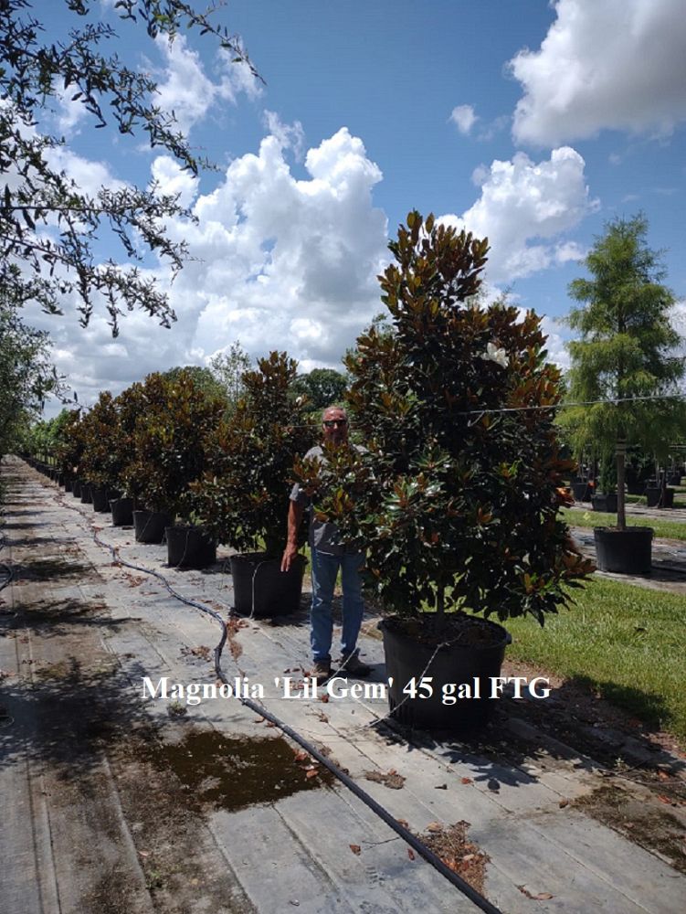 magnolia-grandiflora-little-gem-southern-magnolia-little-gem-southern-magnolia