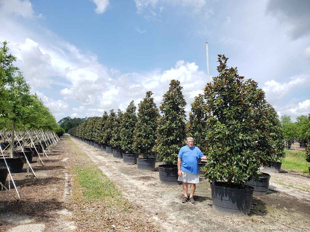 magnolia-grandiflora-little-gem-southern-magnolia-little-gem-southern-magnolia